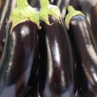 Aubergine