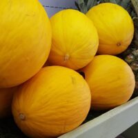 Honeydew Melon