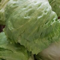 Iceberg Lettuce